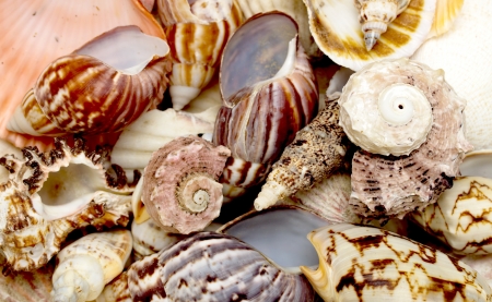 Close view of a collection of small seashells.の写真素材