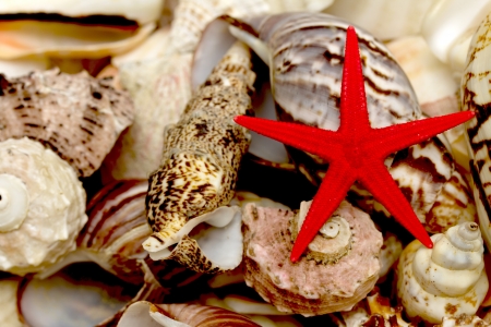 seashell and starfish redの写真素材