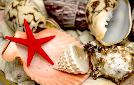 seashell and starfish redの写真素材