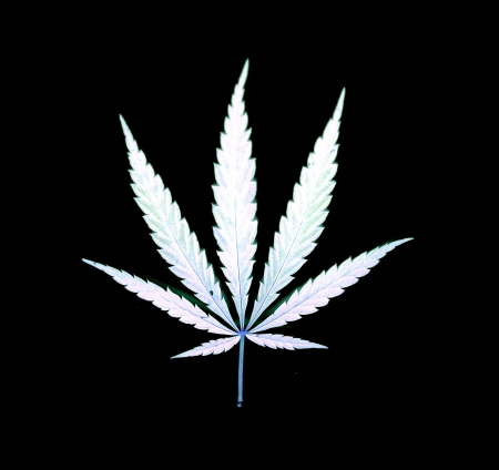 Cannabisの写真素材