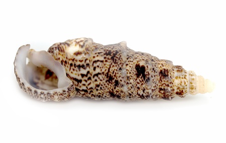 sea shell closeup isolated on white