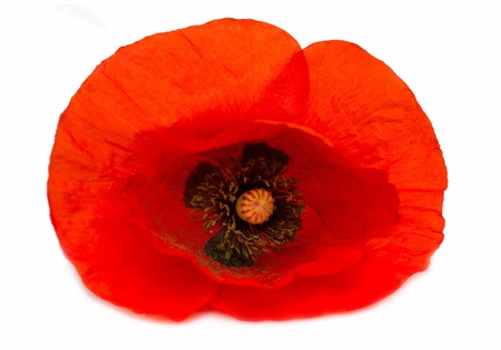 One red poppy isolated on white backgroundの写真素材