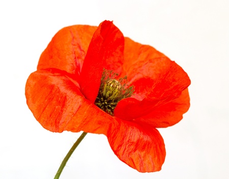 One red poppy isolated on white backgroundの写真素材