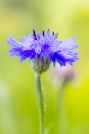 knapweed flowerの写真素材