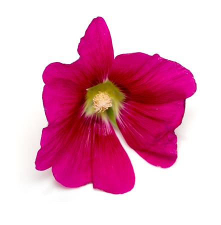 malva silvestris flower on a white backgroundの写真素材
