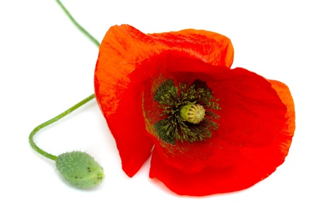 One red poppy with green leaves isolated on white backgroundの写真素材