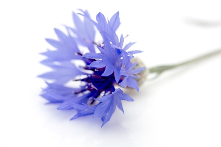 knapweed flower on a white backgroundの写真素材