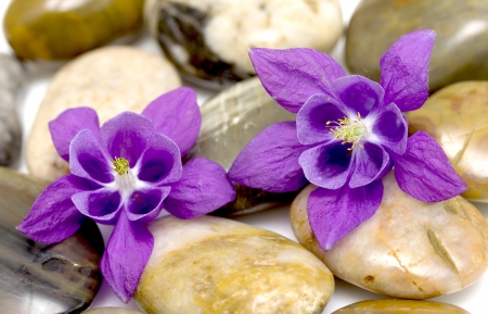 Campanula Flower and pebbles on white backgroundの写真素材
