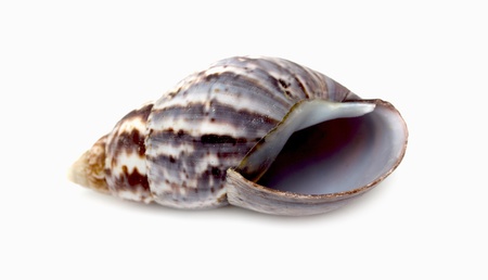 sea shell closeup isolated on whiteの写真素材