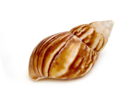 sea shell closeup isolated on whiteの写真素材