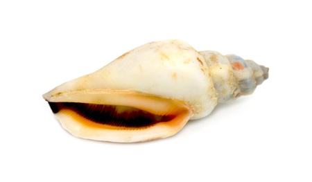sea shell closeup isolated on whiteの写真素材