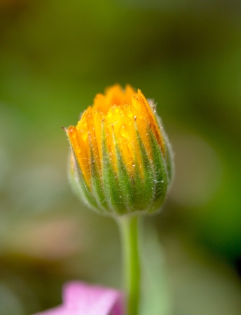 Dew drops on a flowerの写真素材