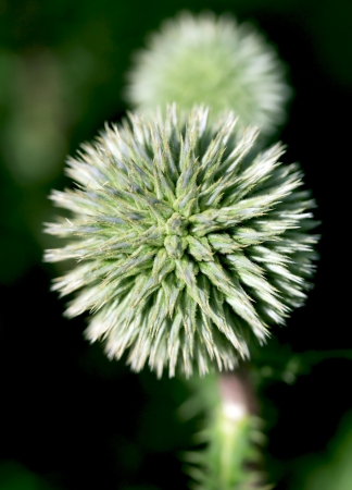 close up shot of thorny plant in natureの写真素材