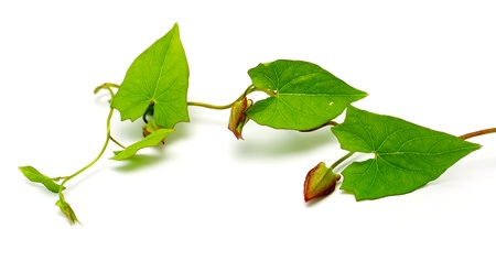 plant creepers on a white background