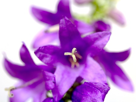 Flowers on a white background, dark blue hand bellsの写真素材