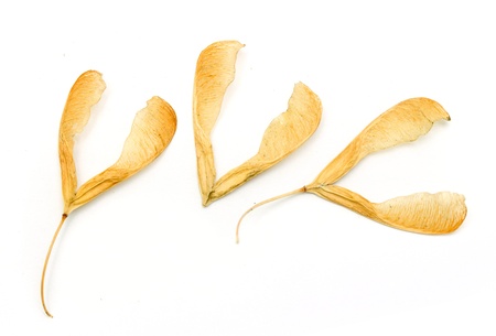 Maple tree seedsの写真素材