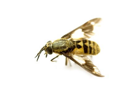 fly on a white background