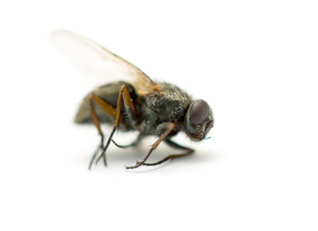 fly on a white background