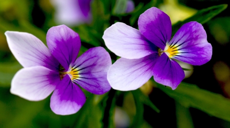 violets flowers close up