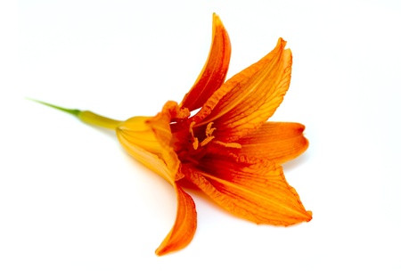 lilium isolated on whiteの写真素材