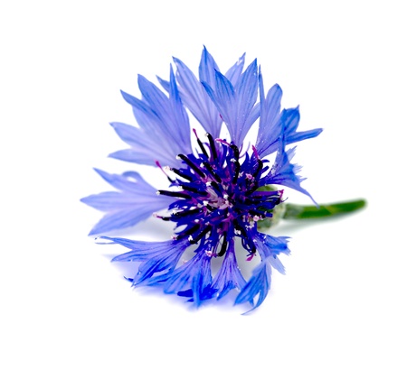 Knapweed flower on whiteの写真素材