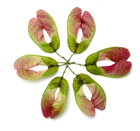 Close-up of  maple seeds on white background