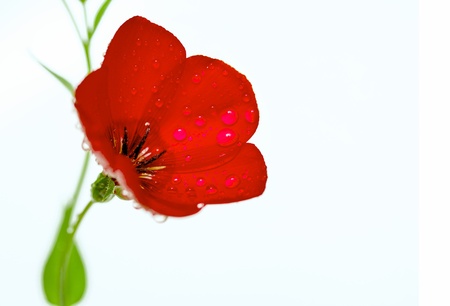 Red flax (Linum grandiflorum)の写真素材