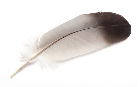 Feather isolated on the white backgroundの写真素材