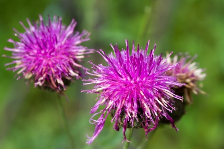 Thistle flowerの写真素材
