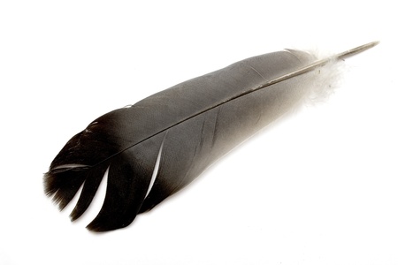 Feather isolated on the white backgroundの写真素材