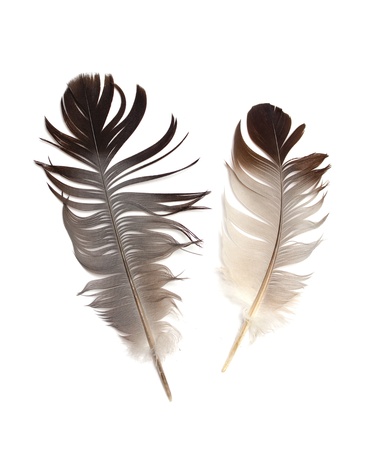 Feather isolated on the white backgroundの写真素材