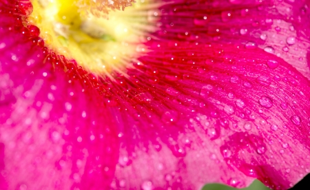wallpaper for your desktop. water drops on flowers mallow close-up