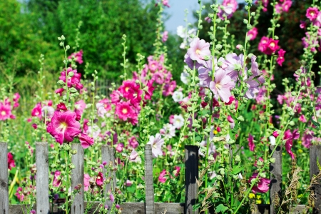 mallow in the garden, closeupの写真素材