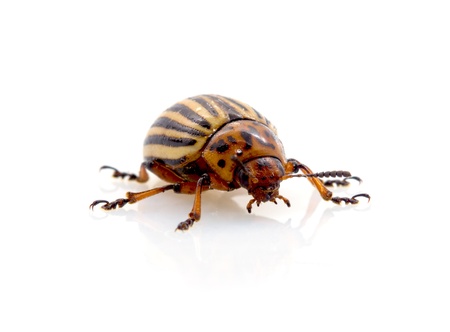 The Colorado potato beetle (Leptinotarsa decemlineata) 