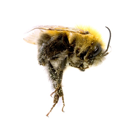 Bumblebee, Bombus sp., in front of white background