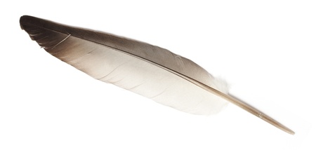 abstract bird feather on white backgroundの写真素材