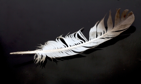 feather against black