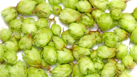 Many hops cones as backgroundの写真素材