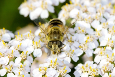 bee on a flower