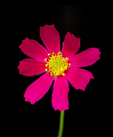 cosmos flowers on a black backgroundの写真素材