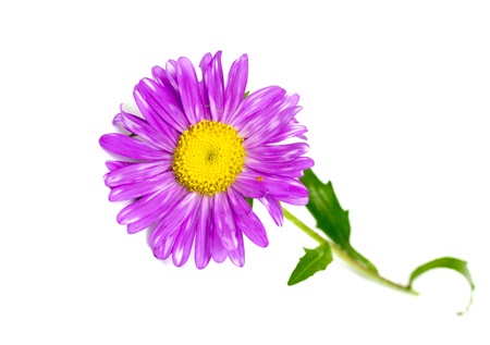 aster flowerの写真素材