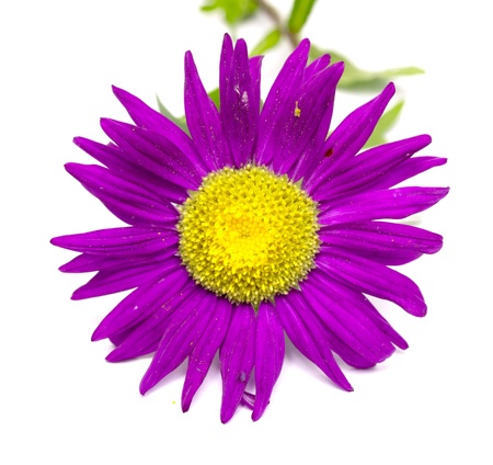 aster flowerの写真素材