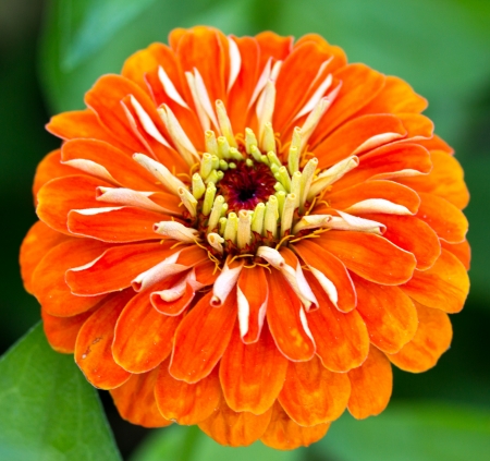 aster flowerの写真素材