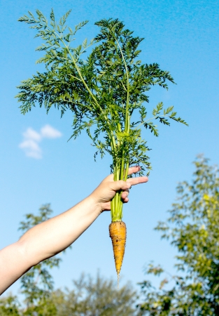 carrots with green leaves in a man hand isolatedの写真素材