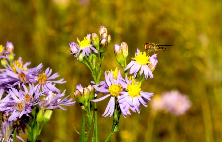 Bees collecting nectar from flowerの写真素材