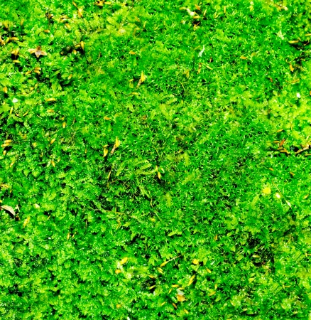 Green moss on the groundの写真素材