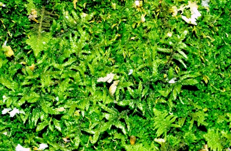 Green moss on the ground