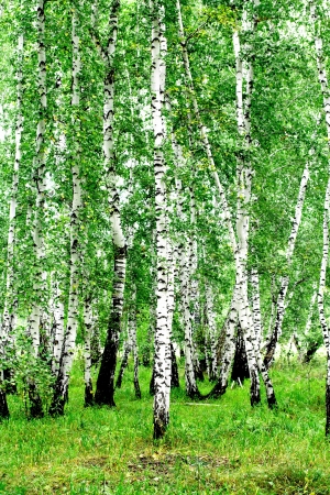 White birch trees in the forest in summerの写真素材