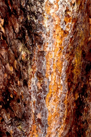Detail of tree barkの写真素材