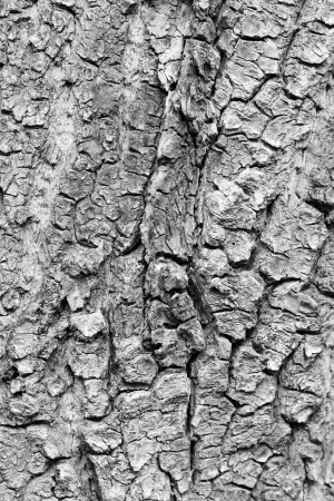 Old rough tree bark background textureの写真素材